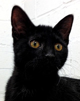 Westchester Humane Society at New Rochelle